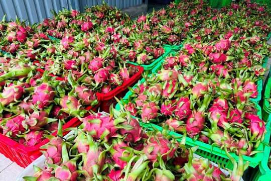 Thanh long Việt Nam đối mặt chu kỳ suy giảm mới trên thị trường xuất khẩu