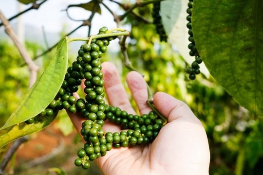 Giá hồ tiêu quay đầu giảm trong bối cảnh biến động tỷ giá