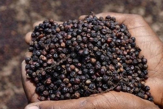 Giá tiêu trong nước ổn định, doanh nghiệp chủ động bổ sung nguồn cung