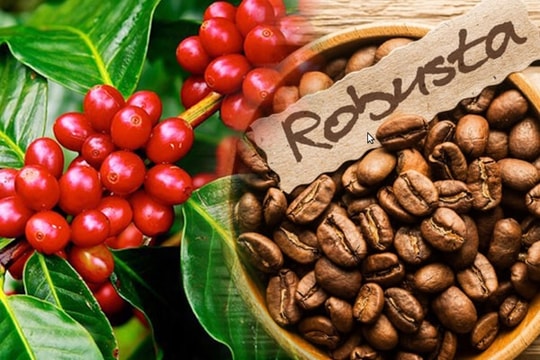 Thị trường cà phê trầm lắng, Robusta vẫn duy trì xu hướng tăng
