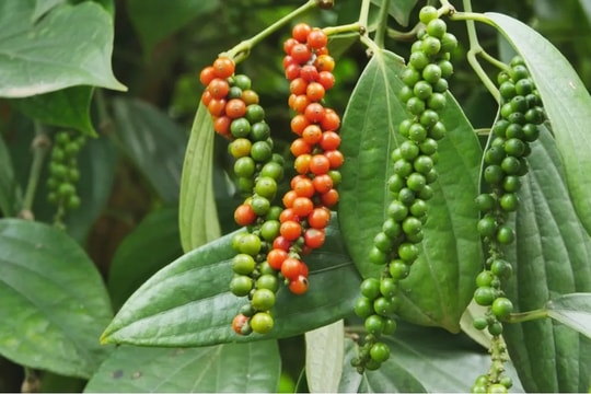 Giá tiêu ổn định ở mức cao, thị trường đối mặt áp lực thiếu cung