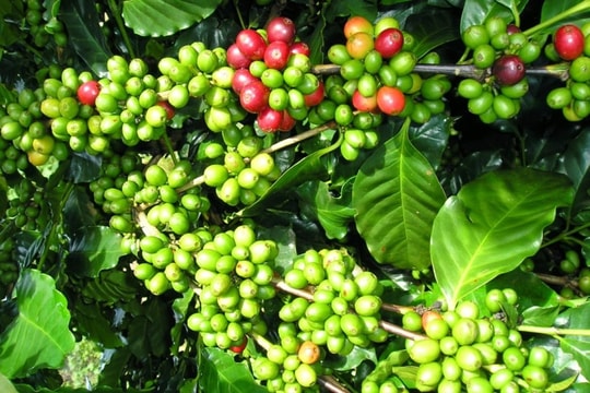 Robusta bật tăng trở lại, giá cà phê nội địa nhích lên sau phiên điều chỉnh
