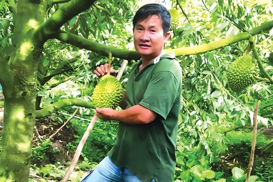 Nhà khoa học chân đất và chuyện kế thừa Sầu riêng Ri6