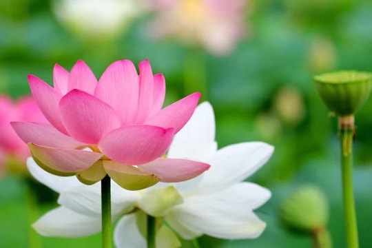 Tây An Trà và năm đời “đan hương dệt vị"