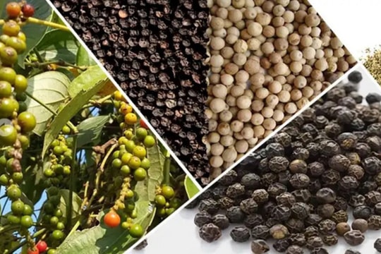 Giá cà phê tăng nhẹ, hồ tiêu giữ ở mức ổn định