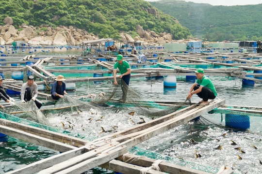 Thủy sản Việt xoay trục trước áp lực từ Mỹ