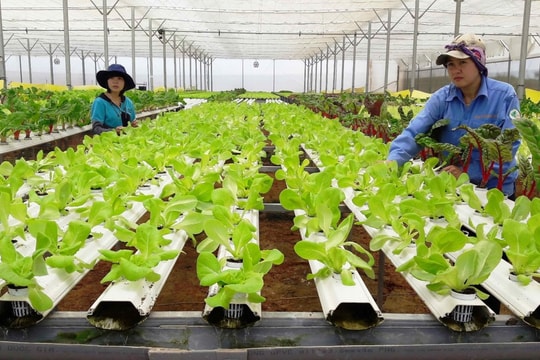 Để nông sản Việt có giá trị cao hơn và tạo được niềm tin thị trường