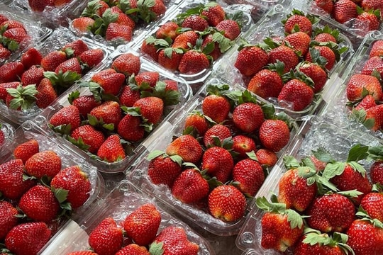 Xuất khẩu dâu tây tăng đột biến, mở ra dư địa cho nông sản giá trị cao