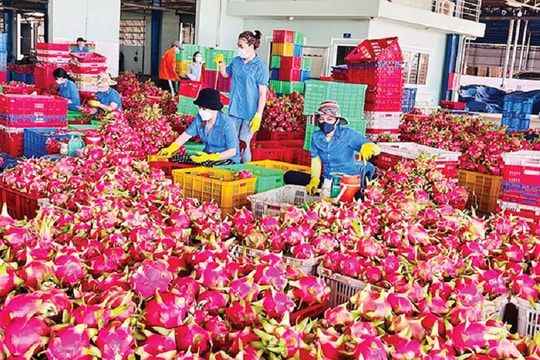 Xuất khẩu thanh long sang Thái Lan và Trung Đông tăng mạnh