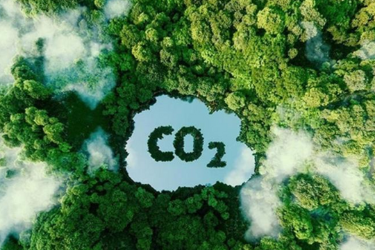 Tín chỉ carbon rừng chỉ được giao dịch qua hợp đồng hoặc sàn giao dịch