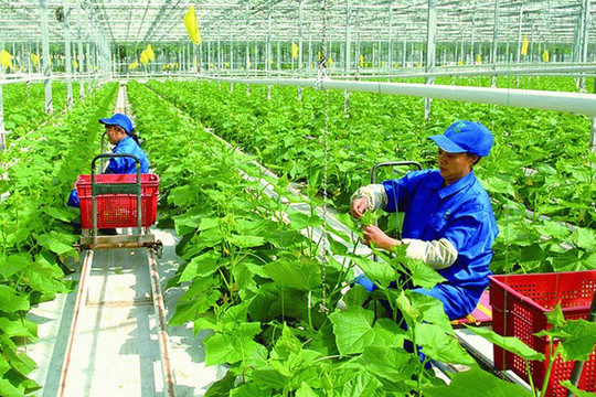 Chính phủ phê duyệt Chương trình phát triển kinh tế tập thể giai đoạn 2026-2030
