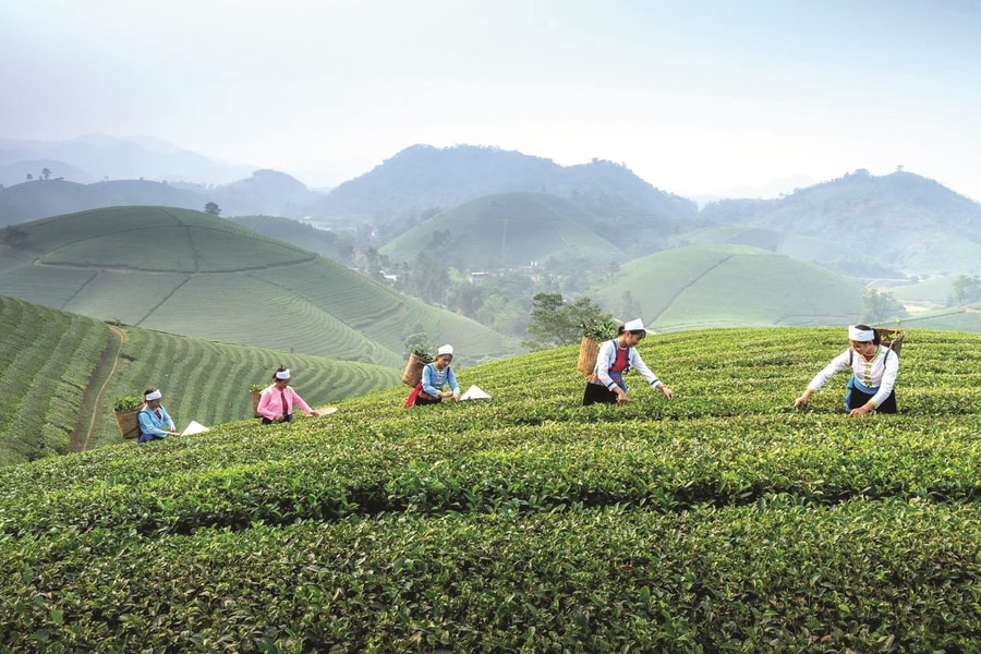 Du lịch nông nghiệp - nông thôn từ góc nhìn lữ hành