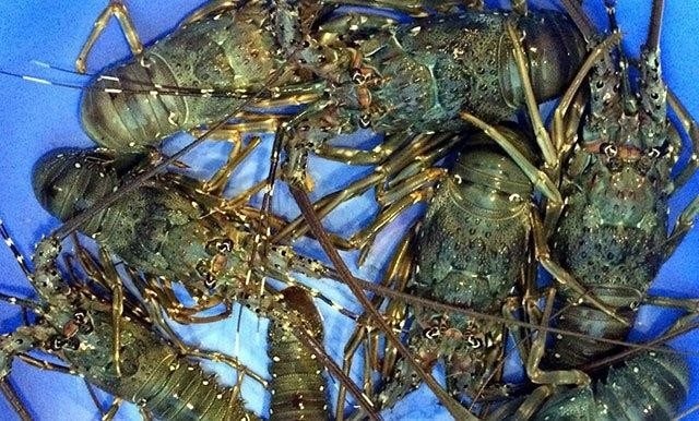 Trung Quốc ngừng nhập khẩu tôm hùm bông của Việt Nam