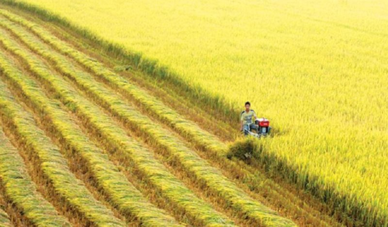 Chính thức thành lập Hiệp hội Ngành hàng lúa gạo Việt Nam