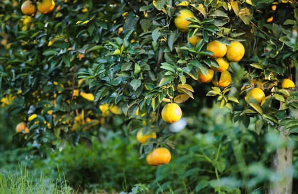 Nét rạng ngời ở vườn “cam tiến vua" đẹp bậc nhất miền trung năm 2023