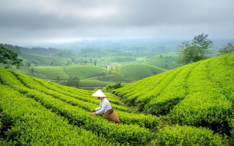 Xuất khẩu chè của Việt Nam 2023 đạt mức thấp nhất trong 7 năm