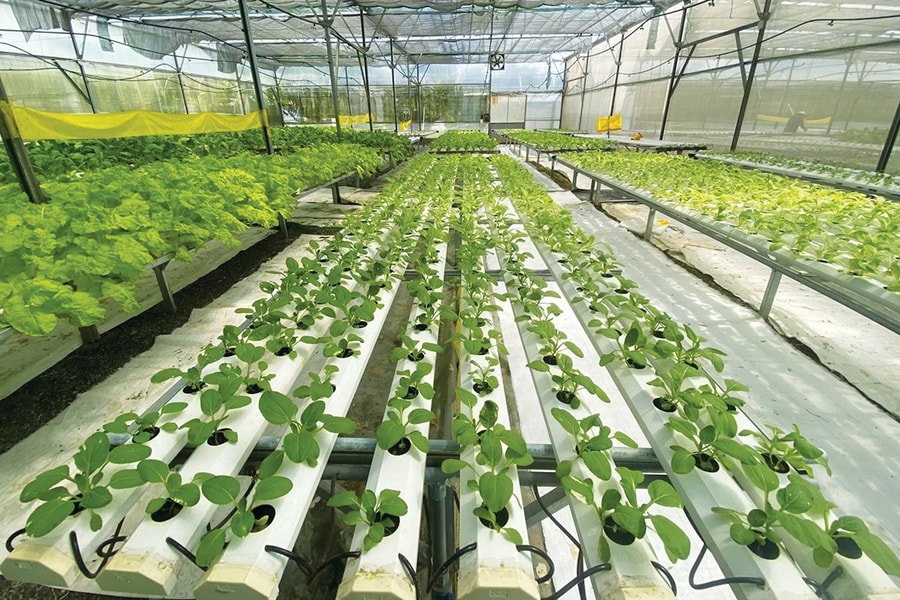 Khởi nghiệp quê nhà mang ra phố thị