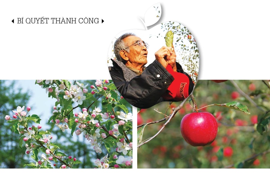 Phía sau những quả táo không hóa chất