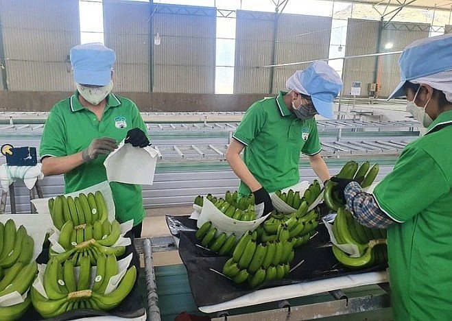 AEON Hong Kong bán 100% chuối tươi của Việt Nam