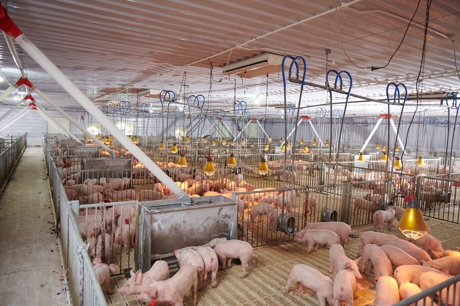 Năm 2023, Greenfeed Việt Nam đạt lãi sau thuế 438 tỷ đồng