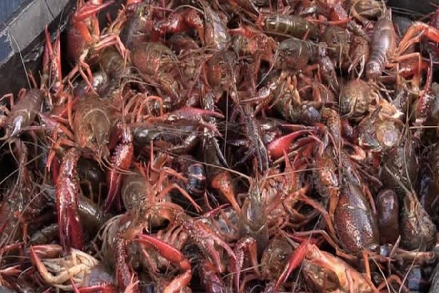 Tổng cục Hải quan yêu cầu tăng cường quản lý nhập khẩu tôm hùm đất
