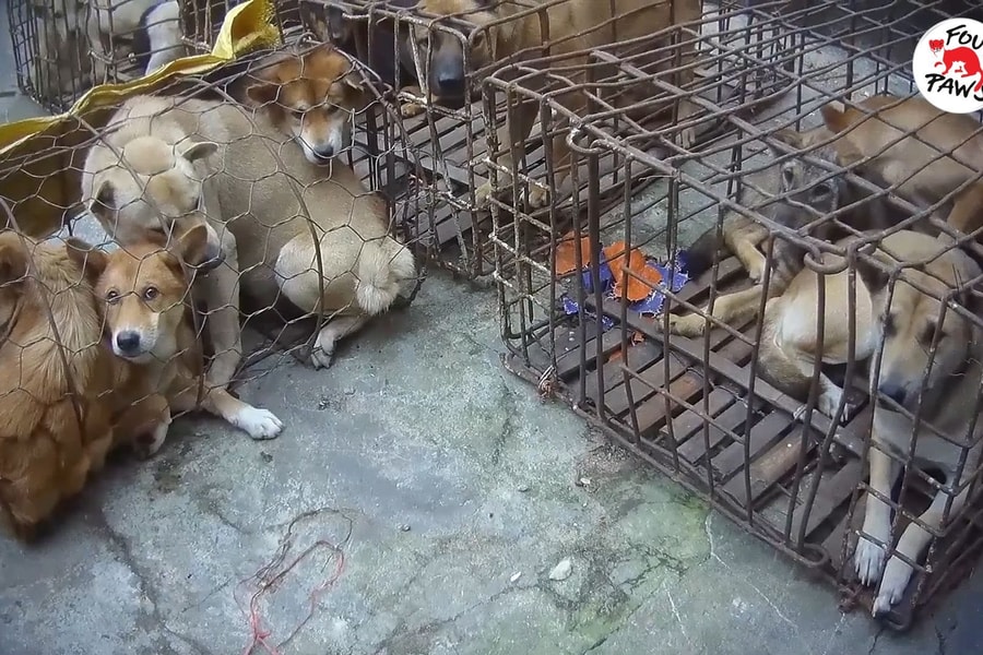 “Đường đến lò mổ” - Tình trạng buôn bán thịt chó và mèo ở Việt Nam