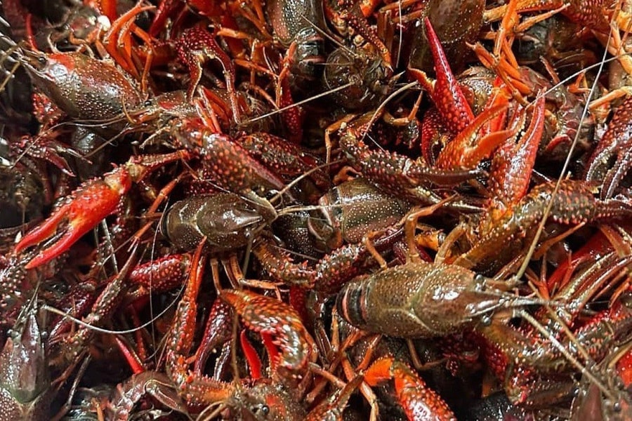 TP.HCM tăng cường kiểm soát tôm hùm đất