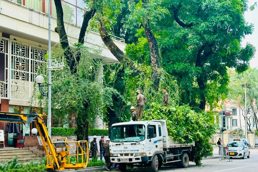 TP.HCM đề xuất dùng flycam để kiểm tra, đánh giá cây xanh