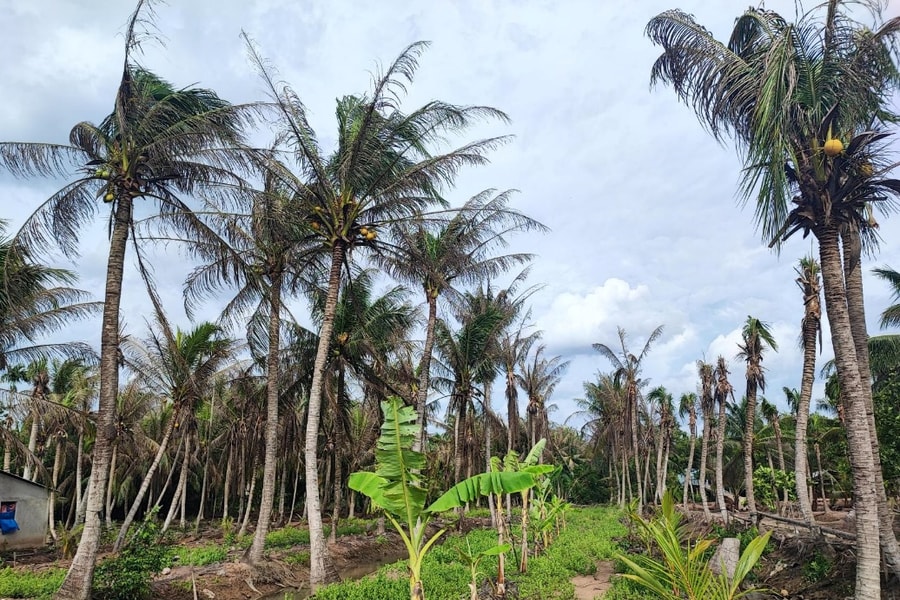 Ngành dừa đang bị đe dọa tàn phá do sâu đầu đen