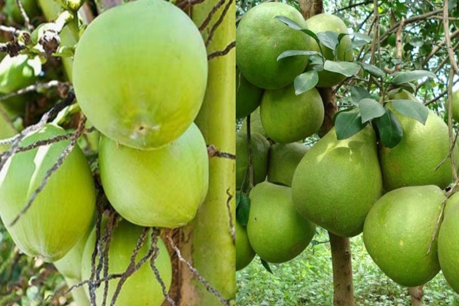 Canada cấp văn bằng bảo hộ cho dừa xiêm xanh và bưởi da xanh Bến Tre