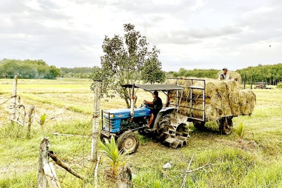 TP.HCM quy định hạn mức nhận chuyển quyền sử dụng đất nông nghiệp đối với cá nhân