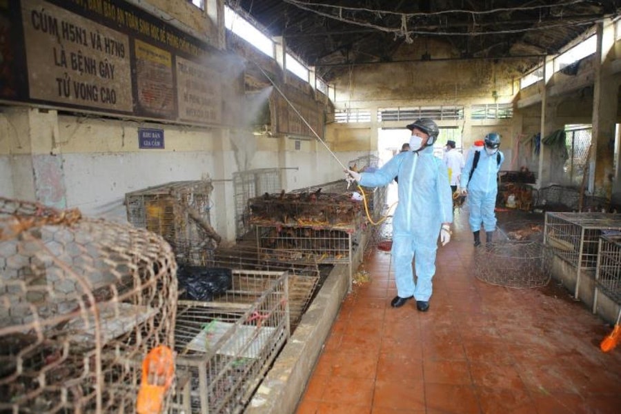 TP.HCM ứng phó với bệnh dại, bệnh cúm gia cầm, bệnh lở mồm long móng