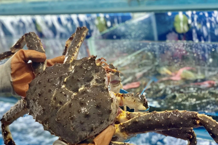 Lý giải con cua hoàng đế của Na Uy chiếm hơn 50% thị phần Việt