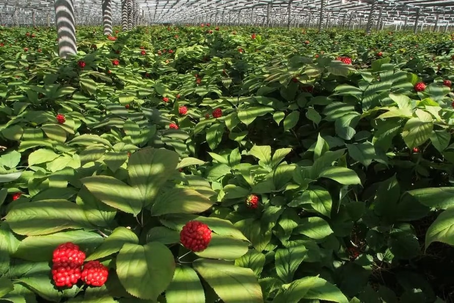 Nhân sâm Wisconsin Hoa Kỳ: Tinh hoa đất trời, nâng tầm sức khỏe Việt