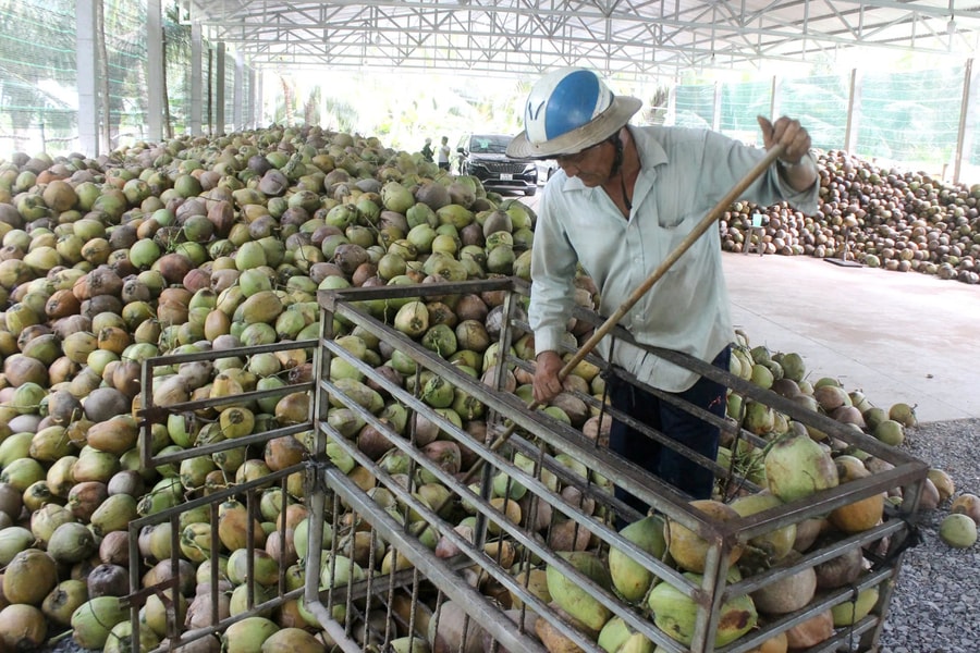 Bốn tỉnh bắt tay nâng giá trị cho ngành dừa