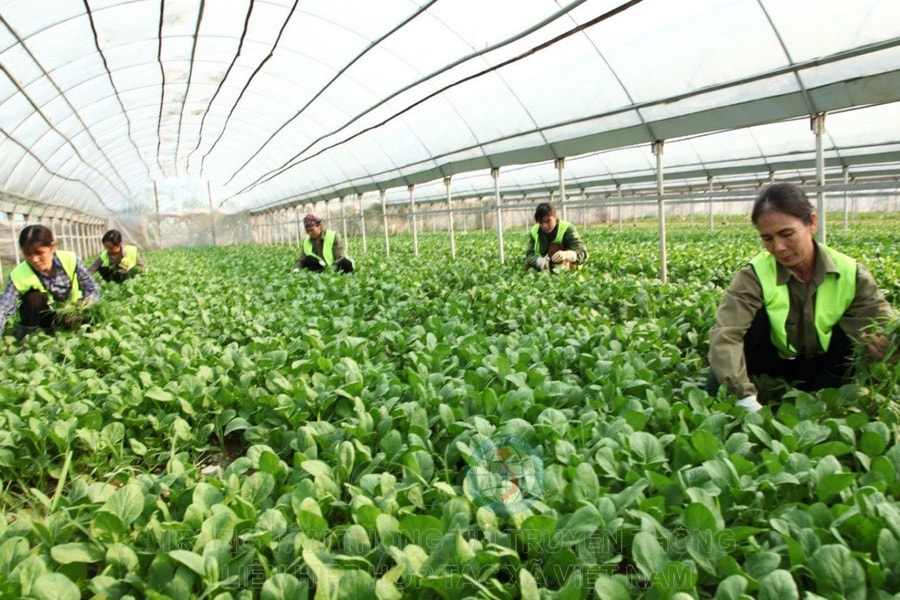 Nghiên cứu, thống kê số liệu GDP kinh tế tập thể