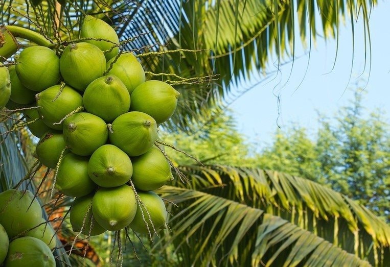 Xuất khẩu dừa vượt mức 1 tỷ USD