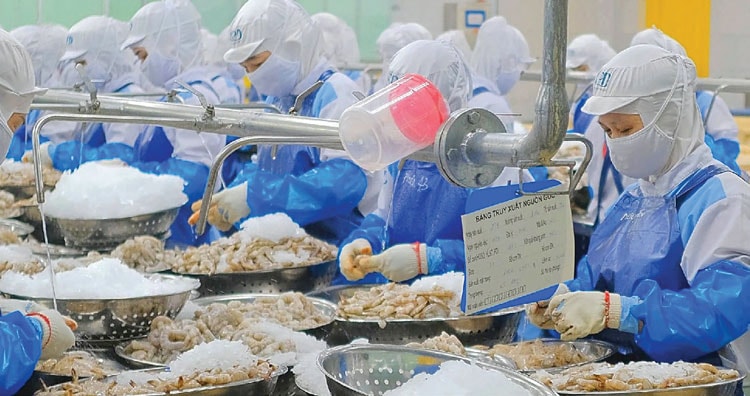 Ngành tôm Việt điều chỉnh chiến lược trước rào cản thuế quan từ Mỹ