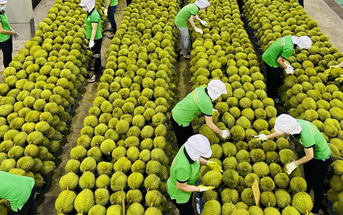 Xuất khẩu trái cây chủ lực sụt giảm mạnh, giá nông sản lao dốc