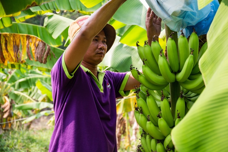 Chuối Việt Nam dẫn đầu thị phần tại Trung Quốc