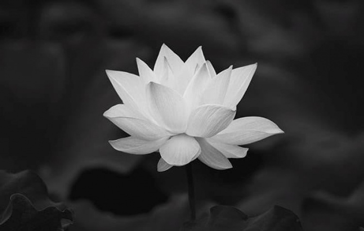 Bác sĩ, thầy thuốc ưu tú Nguyễn Kim Thu từ trần