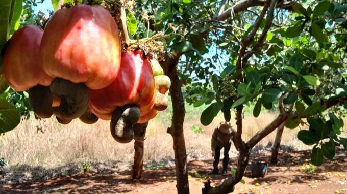 Hải quan tháo gỡ vướng mắc cho doanh nghiệp nhập khẩu điều thô từ châu Phi