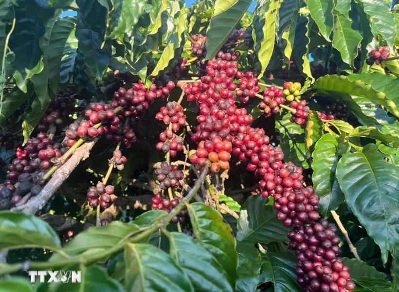 Xuất khẩu cà phê lập kỷ lục 6,42 tỷ USD trong 8 tháng