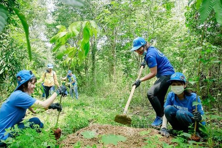 Huế triển khai trồng hơn 70 ha rừng thay thế nhằm ứng phó với biến đổi khí hậu