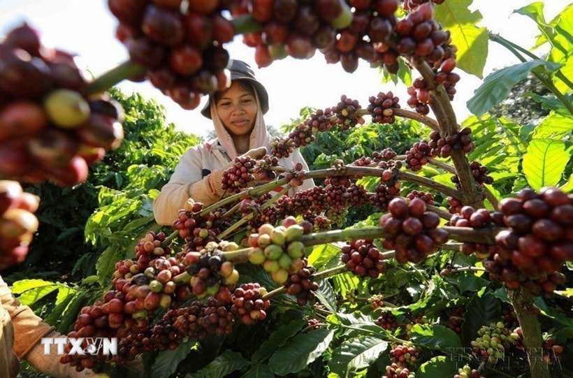 Giá cà phê Arabica bật tăng gần 9% nhờ tác động từ chính sách thuế của Mỹ