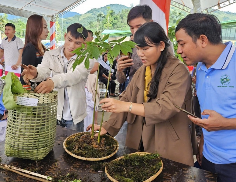 THACO dự kiến đầu tư 1.250 ha trồng sâm Ngọc Linh và dược liệu tại Đà Nẵng