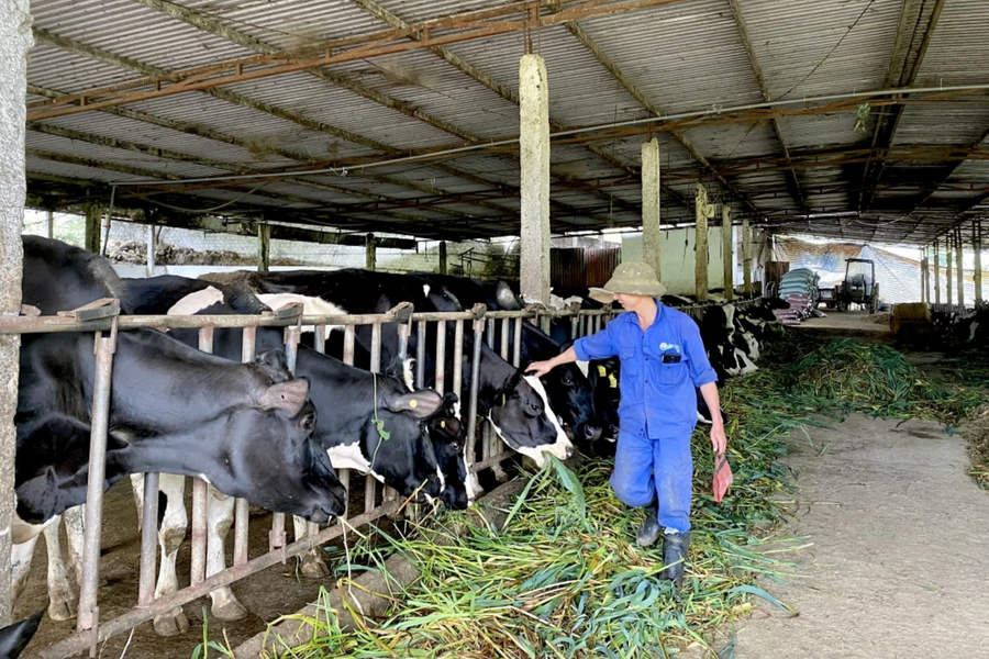 Tổng đàn bò sữa giảm mạnh, nguy cơ cho ngành chăn nuôi