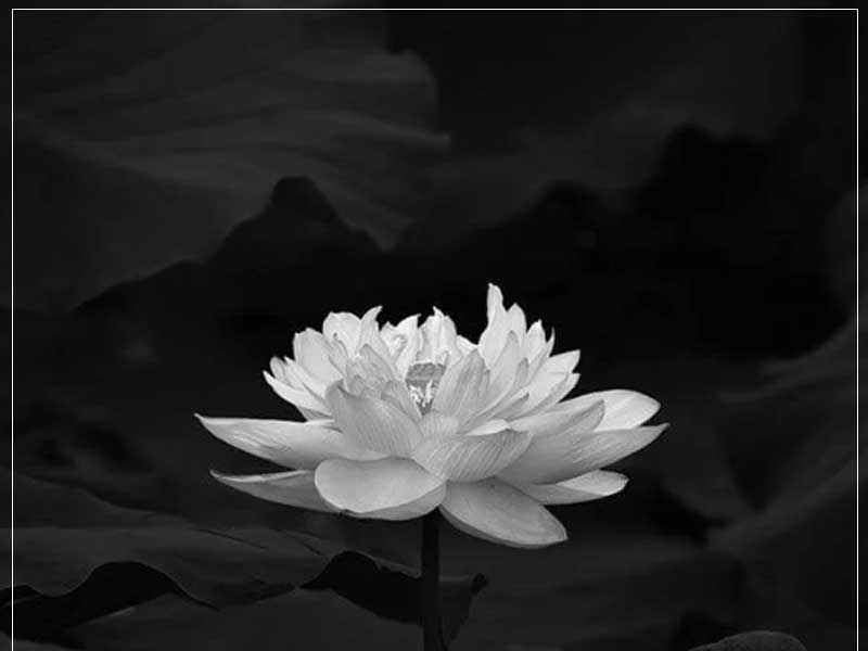 Nhà báo Nguyễn Thị Hằng Nga - Nguyên Tổng Biên tập Báo Người Lao Động qua đời