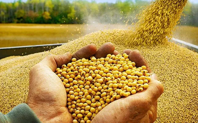 Thị trường nông sản toàn cầu biến động vì Trung Quốc dừng mua đậu tương Mỹ