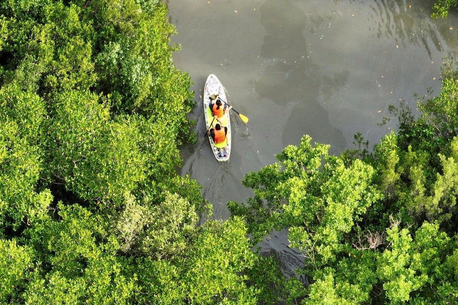 TP.HCM phê duyệt phương án quản lý bền vững rừng phòng hộ Cần Giờ đến năm 2030
